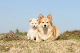 CHIEN FINNOIS DE LAPONIE 320
